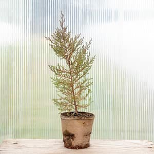 Eastern Red Cedar