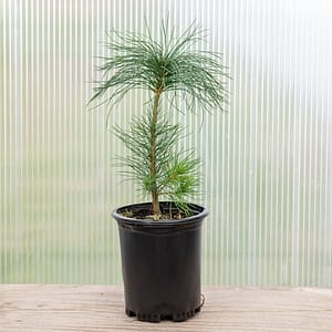 Eastern White Pine North Carolina