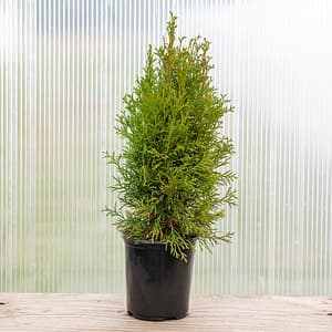 Emerald Beauty Arborvitae