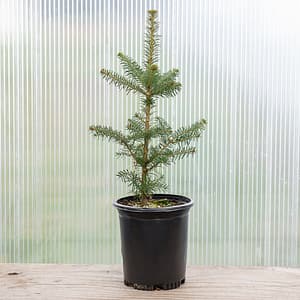 Fraser Fir ‘Richland’