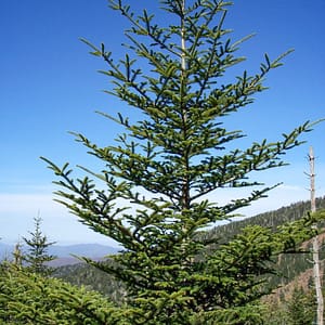 Fraser Fir ‘Roan Mountain’