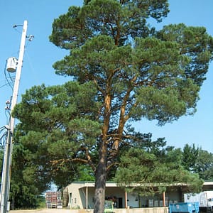 French Blue Scotch Pine