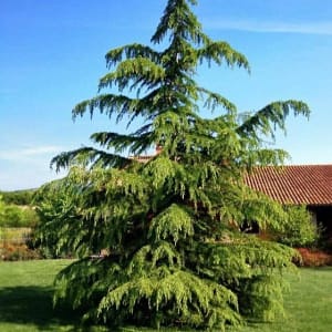 Green Atlas Cedar