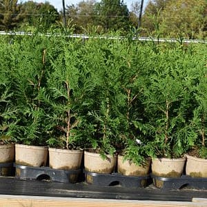 ‘Green Giant’ Arborvitae