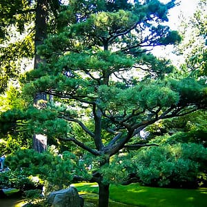 Japanese Black Pine