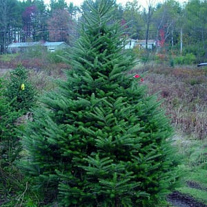 Korean Fir