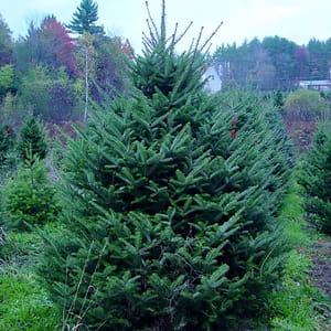 Korean Fir x Balsam Fir