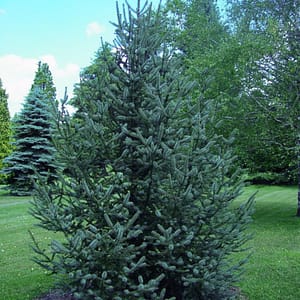 Meyer Spruce