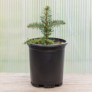 Nordmann Fir ‘Bakhmaro’