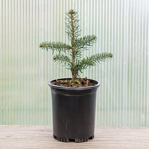 Nordmann Fir ‘Borjomi’