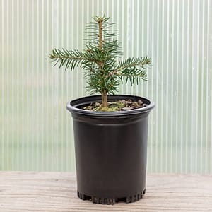 Nordmann Fir ‘Orkiba’