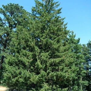 Norway Spruce
