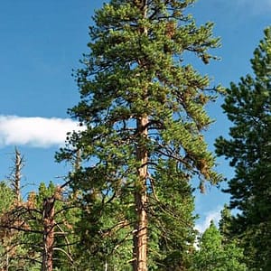 Ponderosa Pine