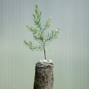 Rocky Mountain Juniper