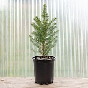 Serbian Spruce