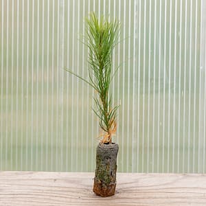 Southwestern White Pine