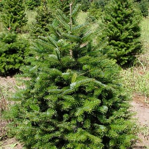 Turkish Fir