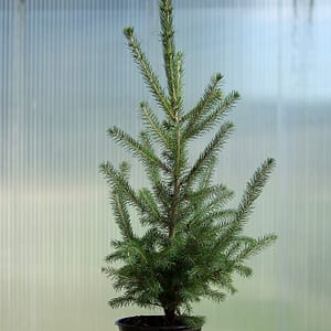White Spruce