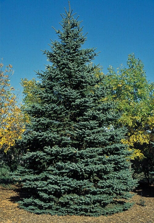 Colorado Blue Spruce ‘Majestic’