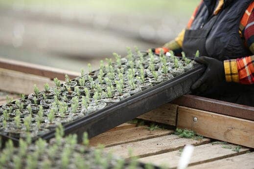 Person handling Seedlings