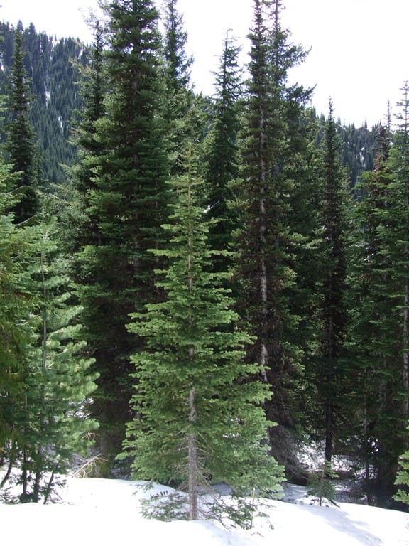 Subalpine Fir