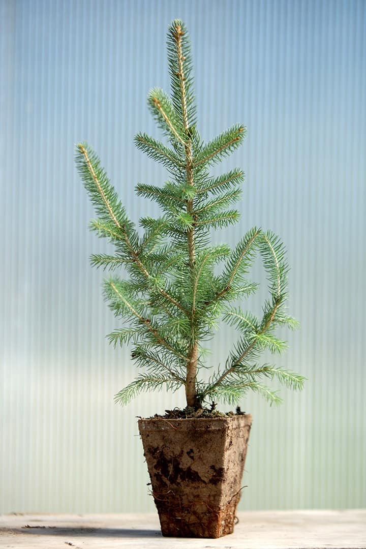 Blue Wonder Colorado Spruce - Image 2