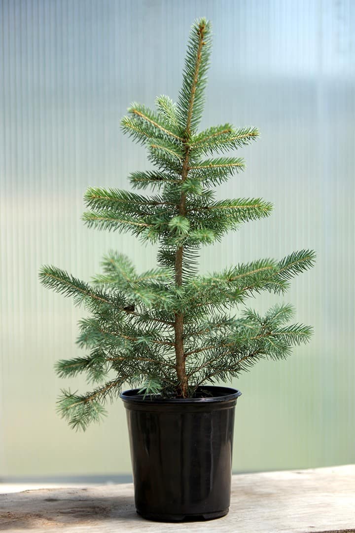 Blue Wonder Colorado Spruce