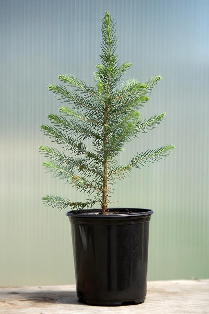 Colorado Blue Spruce ‘Apache’ - Image 2