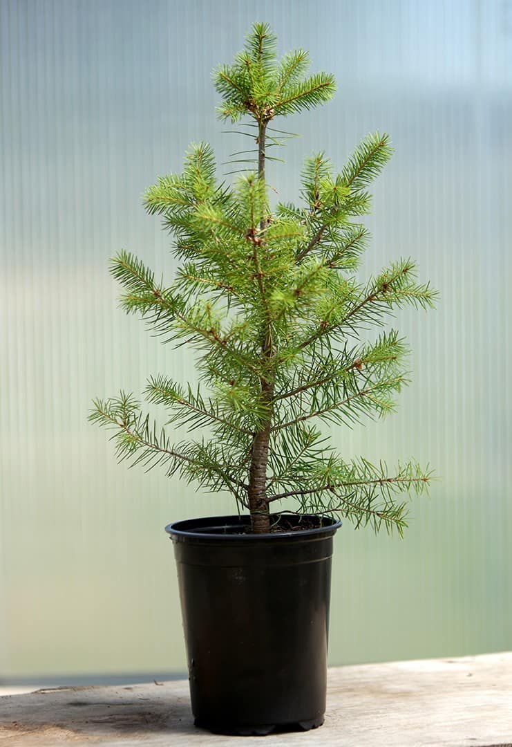 Douglas Fir Green ‘British Columbia’ - Image 2