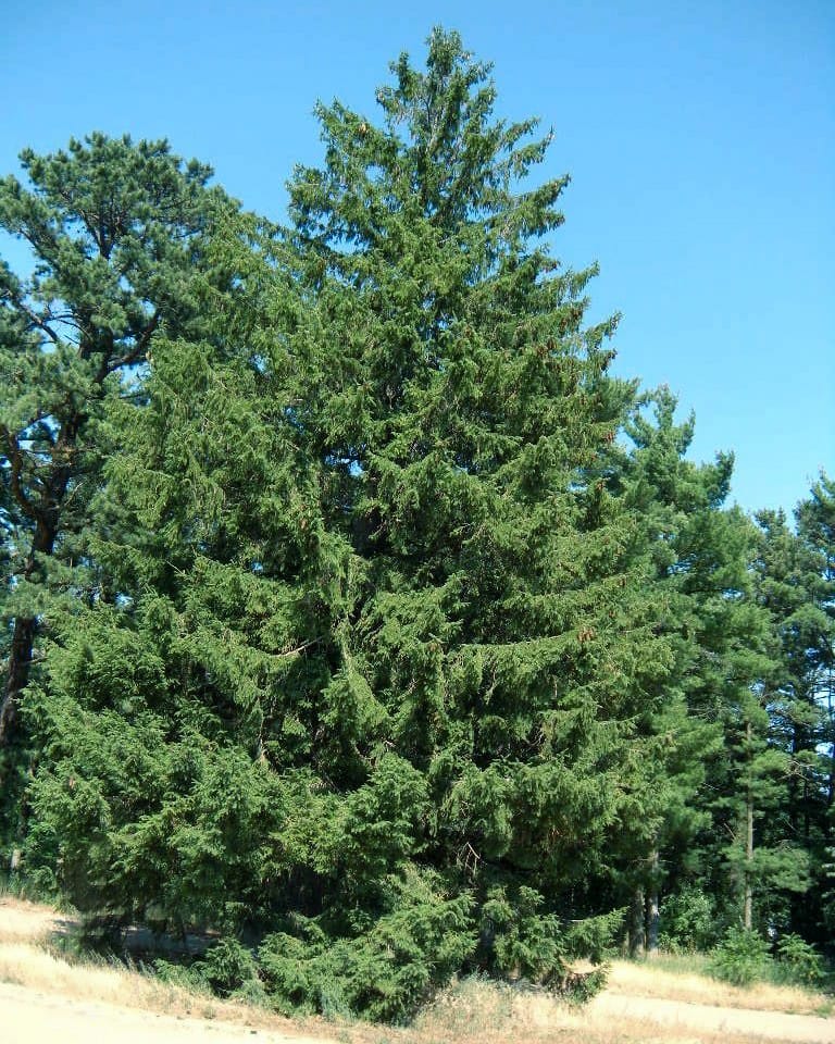 Norway Spruce