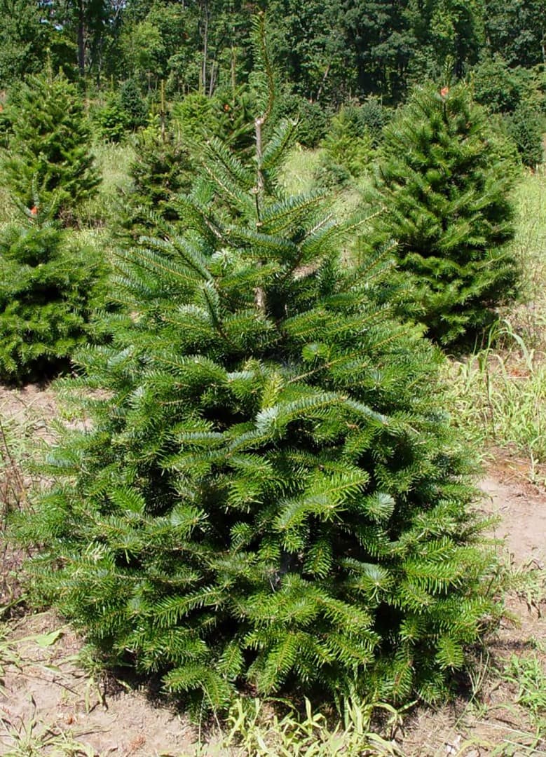 Turkish Fir
