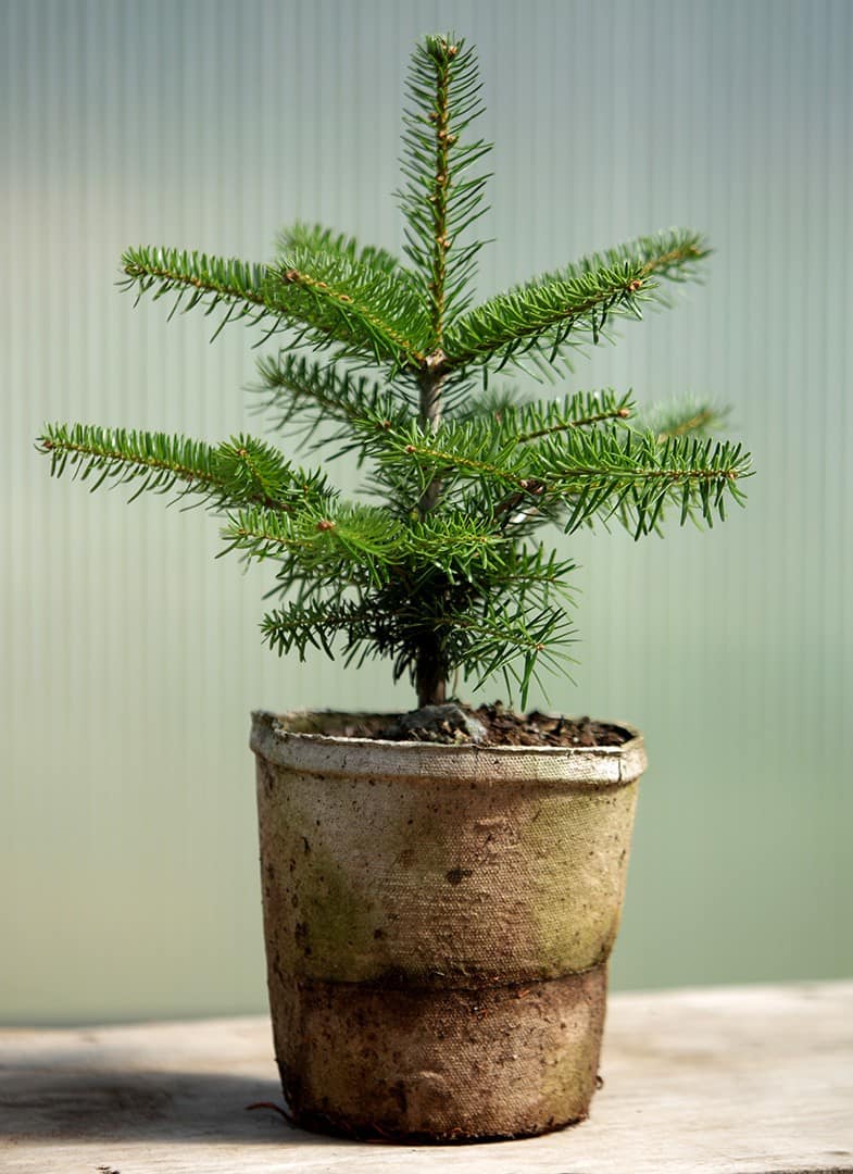 Turkish Fir - Image 3