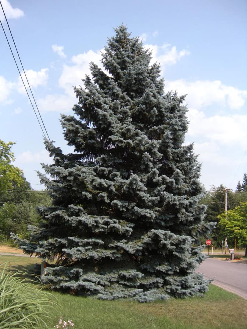 Colorado Blue Spruce ‘Apache’