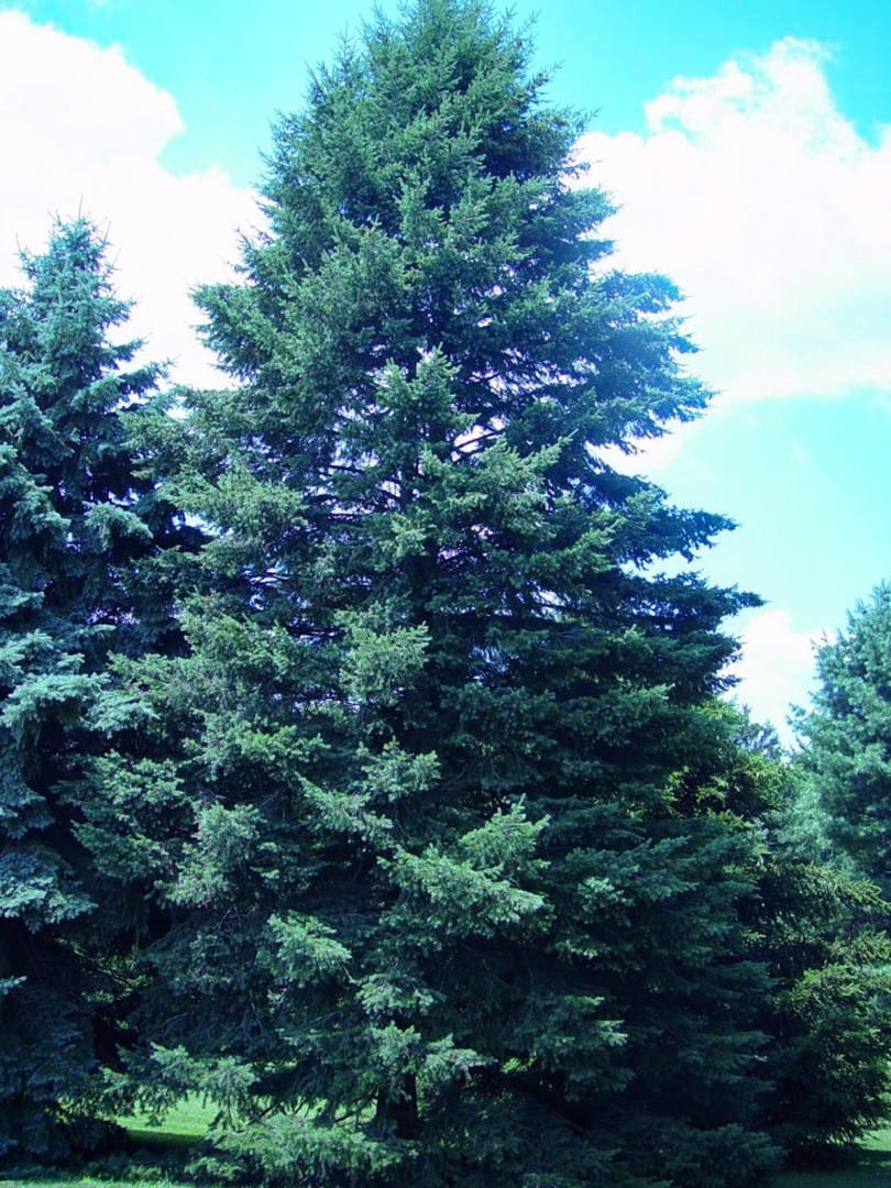 Douglas Fir Green ‘British Columbia’