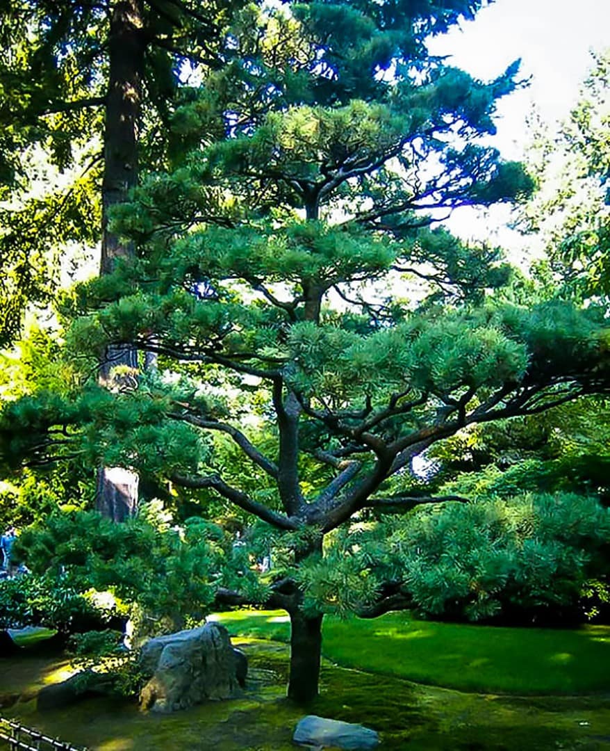Japanese Black Pine