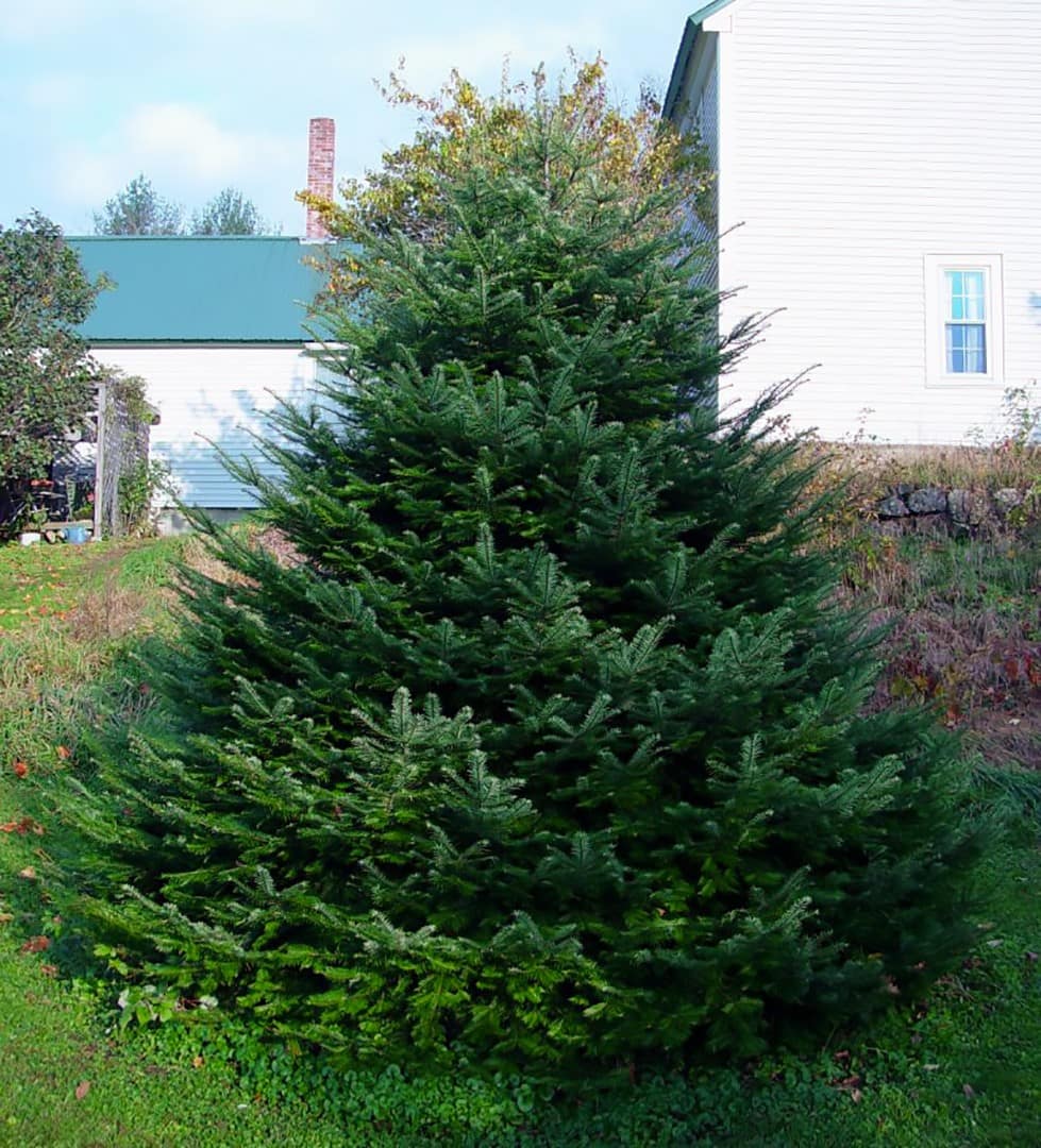 Grand Fir - Image 3